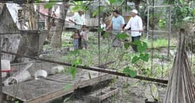 100 Penternak Ayam Tg Karang Di Aniaya
