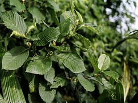Polis rampas daun ketum di Jeli