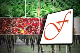 Felda ada potensi kembali jadi syarikat perladangan terulung dunia