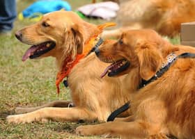 MPSJ catat sembilan kes digigit anjing liar tahun ini