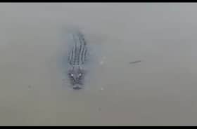 鳄鱼出没巴生河  市会告示牌警惕