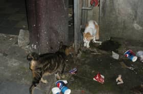 Buang haiwan peliharaan meningkat semasa PKP - persatuan haiwan