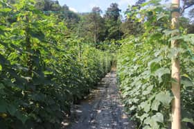 Selangor pusat kecemerlangan majukan bidang pertanian