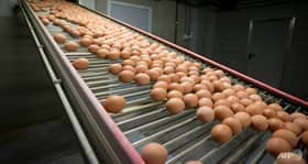 கோழி முட்டைக்கான உதவித் தொகை மறுசீரமைப்பு நாளை முதல் அமல்