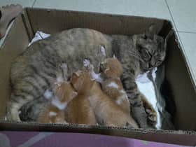 Klinik veterinar diizin beroperasi, ikut temu janji