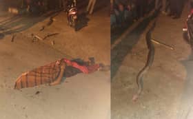 Lelaki maut dibelit ular sawa di Banting