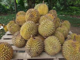 Durian segar Malaysia dijual di China mulai hari ini
