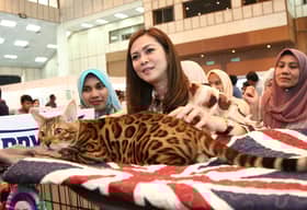 Pastikan haiwan kesayangan membiak secara terkawal - Veterinar