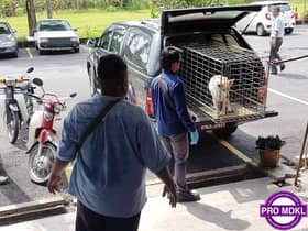 Jangan pelihara anjing di pangsapuri - MDKL