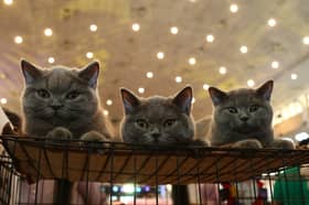 Si comel peneman hidup, sanggup berhabis ribuan ringgit sebulan