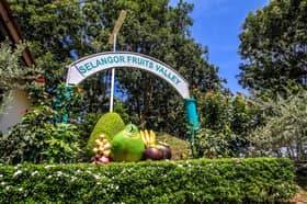 雪州水果谷充满绿意果香！邀你轻松享受屠妖假期