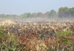 Cari kaedah baru pembersihan kebun elak kebakaran besar
