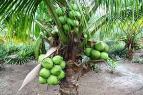 Harga kelapa jatuh, FAMA setuju bantu petani