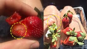 Habuan hampir RM300,000 untuk maklumat pensabotaj strawberi