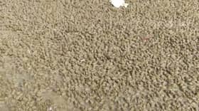 Jangan bimbang fenomena kerang di Pulau Ketam