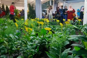 Selangor buka tanah baharu, perintis kaedah 'veggie factory'