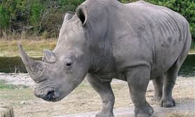 Tsunami Indonesia ancam spesies badak sumbu Jawa