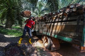 Biodiesel B20 perkukuh permintaan minyak sawit - TPM