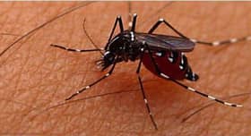 Waspada ancaman denggi, ambil langkah pencegahan