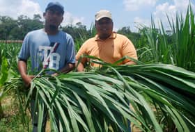 Tanaman rumput ternakan jana pendapatan lumayan