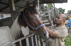 Bela kuda, terapi minda
