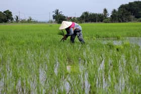 Pesawah digalak usahakan tanaman kontan