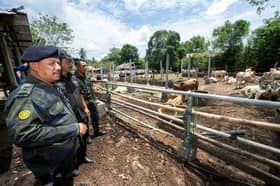 16 ekor lembu seludup dirampas