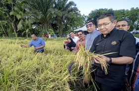 KADA, MADA diminta tanam padi wangi tempatan