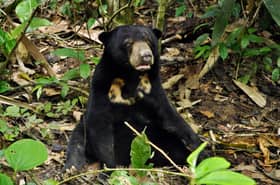 Tindakan individu tidak dedah lokasi jumpa beruang kepada umum dipuji