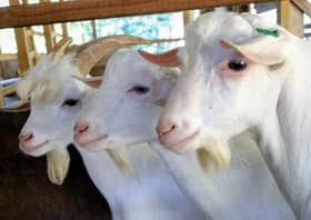 Remos, si kacak yang pemalu