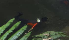 Bomba yakin remaja Ireland masih hidup