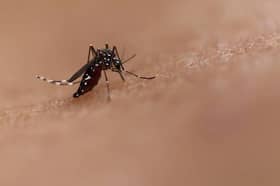 டிங்கி தடுப்பூசிக்குப் பிரேசில் அரசு அனுமதி வழங்கியுள்ளது