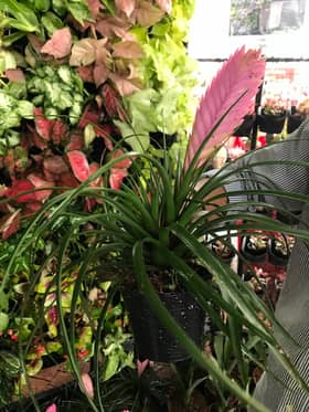 Bromeliad antara tarikan di ekspo UPM