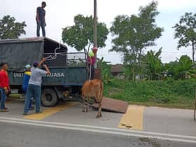 Percepat projek penempatan lembu terbiar demi keselamatan penduduk