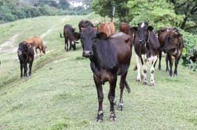 Malaysia gantung import lembu dan kerbau Thailand, elak rebak penyakit