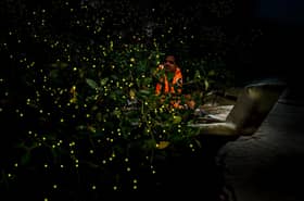 MPKS to organise World Firefly Day celebration this Saturday
