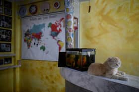 Haiwan peliharaan individu positif Covid-19 perlu dikuarantin