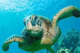 Penyu mendarat meningkat 70 peratus, PKP beri kesan positif