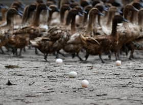 Dari litar lumba, Wazi kini pengedar telur masin