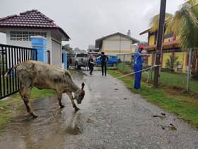MDKS: Boleh didakwa jika biar ternakan berkeliaran