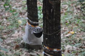 Rubber market ends lower, tracking weaker crude oil prices