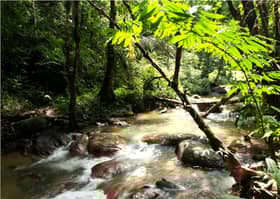 Selangor state assembly approves motion to preserve gazetted forest reserves