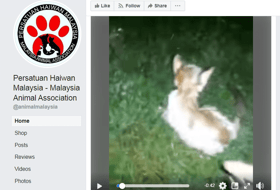 Ganjaran RM10,000 individu tampil maklumat kes kucing dibakar