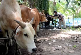 Ibrah korban, patuh SOP elak jangkitan Covid-19