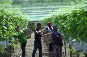 Usia 22 tahun sudah miliki kebun sayur, gaji enam pekerja