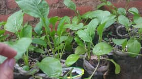 Orang ramai diseru tanam sayur secara organik di rumah