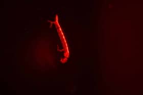 5,667 premis, rumah di Kelantan dikesan ada jentik-jentik - Dr Zaini