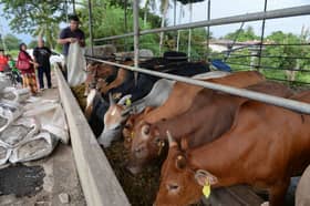 MPK wujud garis panduan pusat ternak, sembelih dan transit haiwan