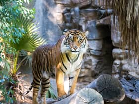 MyTTF implements various measures to protect Malayan Tigers