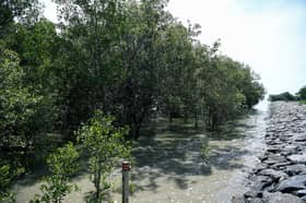 Pokok bakau perlu ditanam berkala, baiki ekosistem